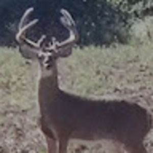 Meet your Posher, Manny